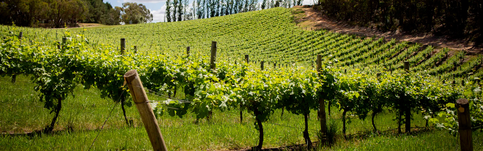 Bilancio fitosanitario Valpolicella 2025