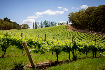 Bilancio fitosanitario Valpolicella 2025